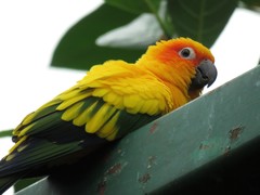 Aratinga solstitialis