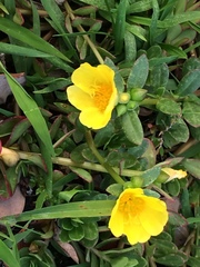 Portulaca lutea
