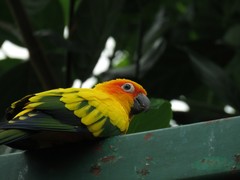 Aratinga solstitialis