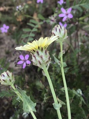 Malacothrix coulteri