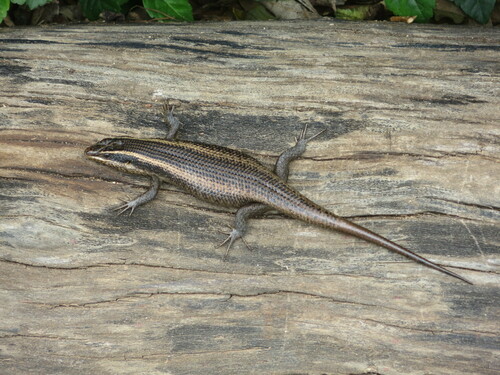 Trachylepis punctatissima