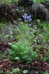 Polemonium schmidtii
