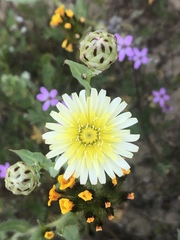 Malacothrix coulteri