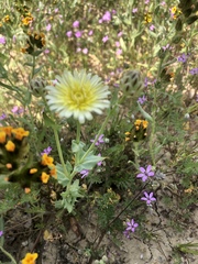 Malacothrix coulteri