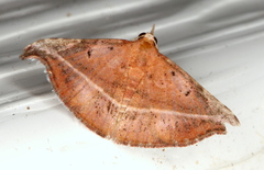 Corgatha ancistrodes