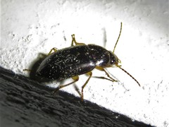 Notiobia