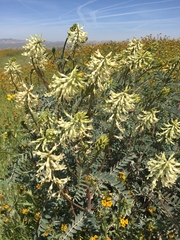 Astragalus oxyphysus