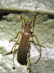 Sparedrus aspersus