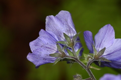 Polemonium schmidtii