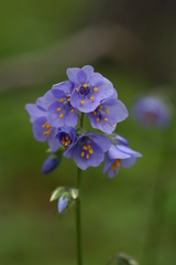 Polemonium schmidtii