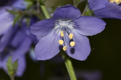 Polemonium schmidtii