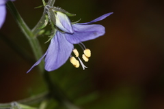 Polemonium schmidtii
