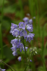 Polemonium schmidtii