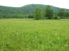 Habenaria linearifolia