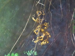 Dendrobates leucomelas