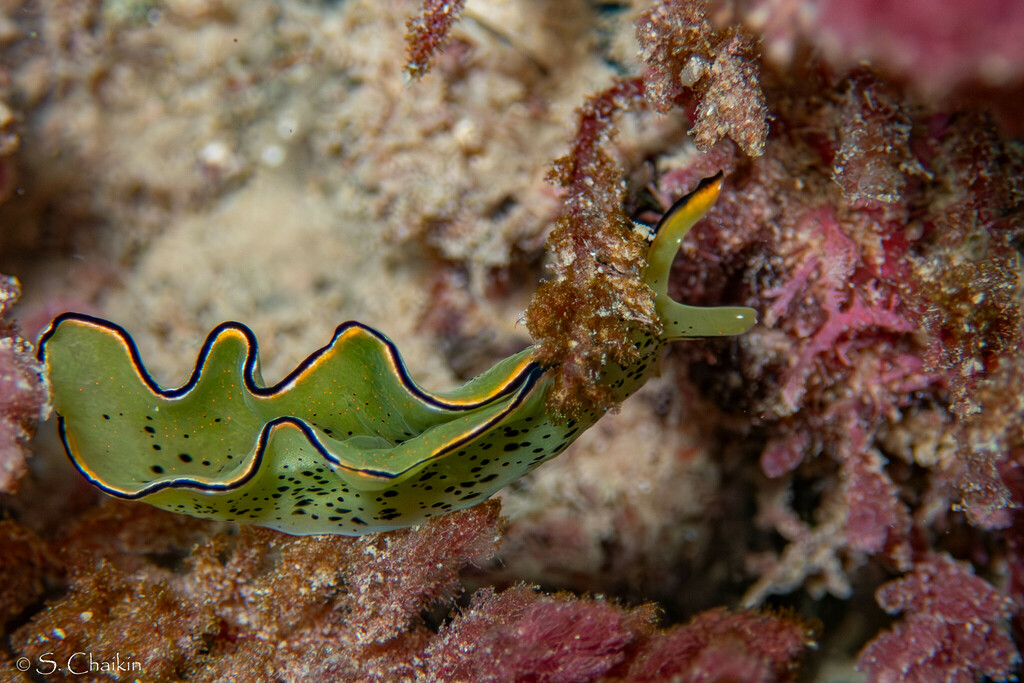 Lettuce slug