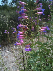 Penstemon spectabilis