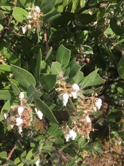 Arctostaphylos crustacea