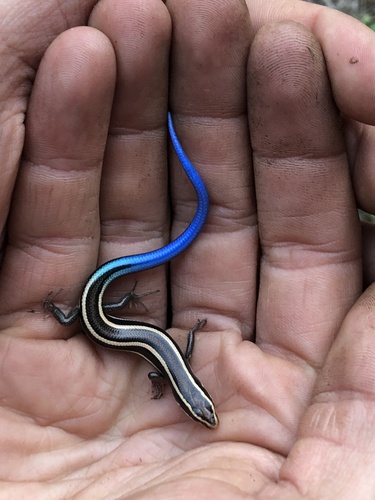 iNaturalist observation photo of Western Skink