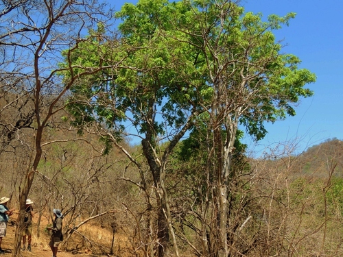 wingpod (Aganope stuhlmannii)