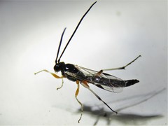 Diplazontinae