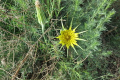 Tragopogon dubius