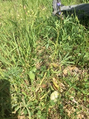 Lupinus formosus formosus