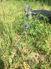 Lupinus formosus formosus