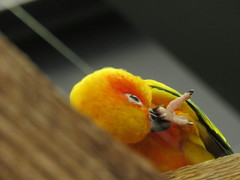 Aratinga solstitialis