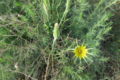 Tragopogon dubius