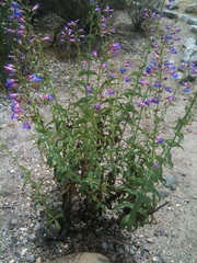 Penstemon spectabilis