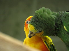 Aratinga solstitialis