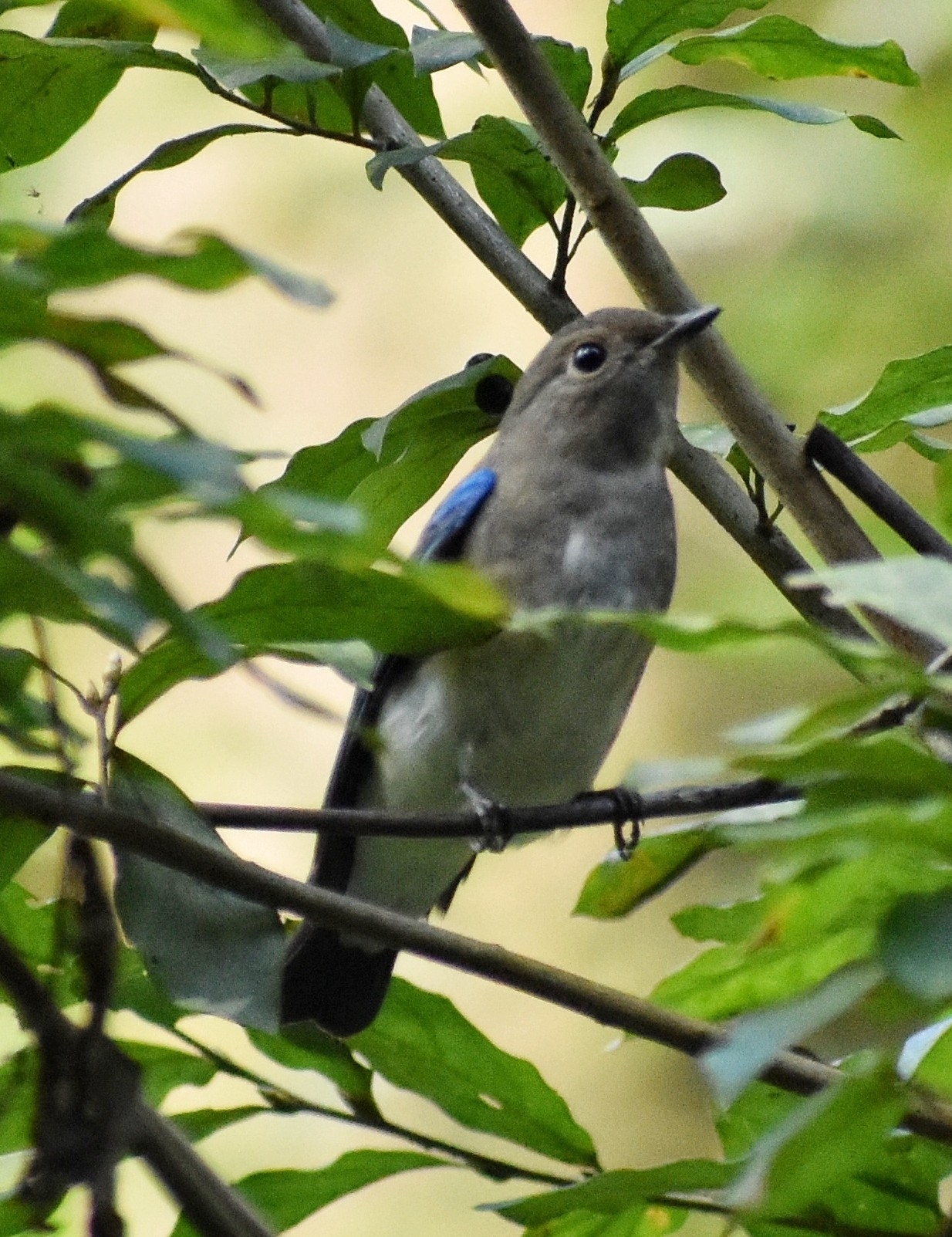 Blue-and-white Flycatcher