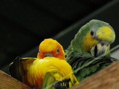 Aratinga solstitialis
