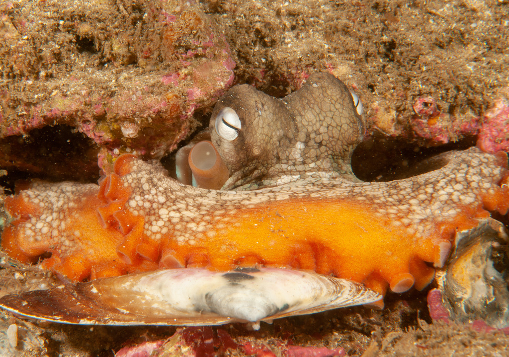 Common Sydney Octopus from "Inscription Point, Botany Bay National Park, Australia" on June 4