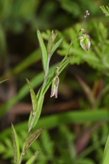 Polygala sibirica