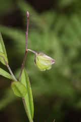 Polygala sibirica