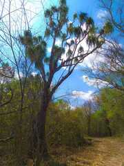 Beaucarnea recurvata