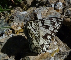 Melanargia russiae