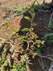 Cyphostemma humile