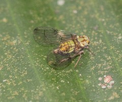 Paricanini