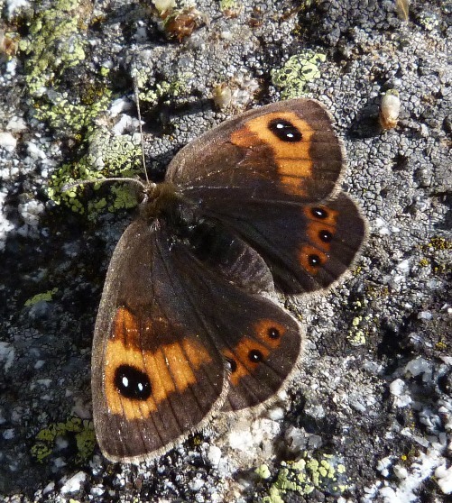 Swiss Brassy Ringlet