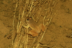 Occidozyga lima