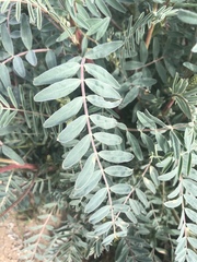 Astragalus oxyphysus