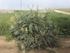 Astragalus oxyphysus