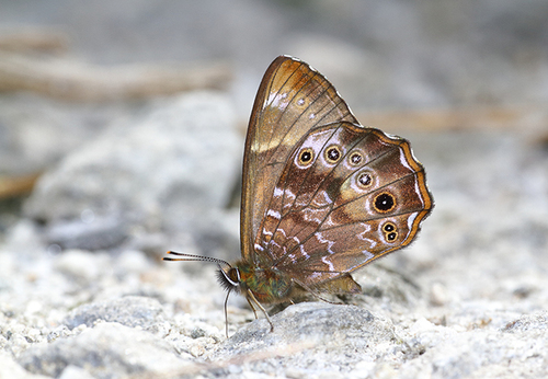 Lethe kanjupkula