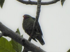 Claret-Breasted Fruit-Dove photo 2