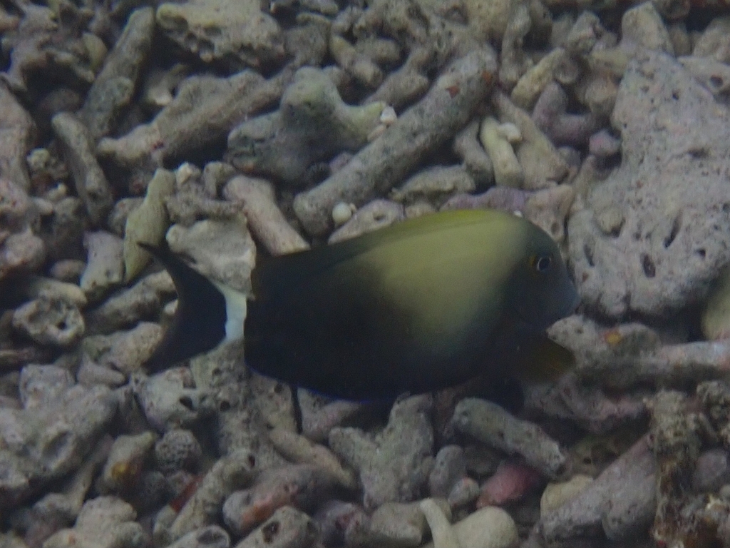 Orange-socket Surgeonfish