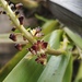 Mycaranthes latifolia - Photo (c) Inama Ahmad, some rights reserved (CC BY-NC), uploaded by Inama Ahmad
