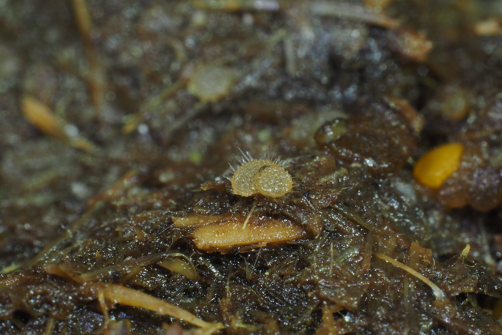 Lasiobolus diversisporus